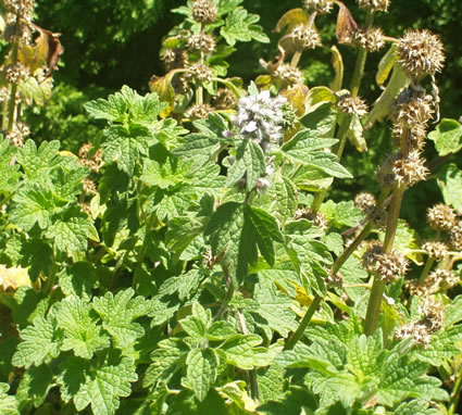 Motherwort: Details, Properties, Effects